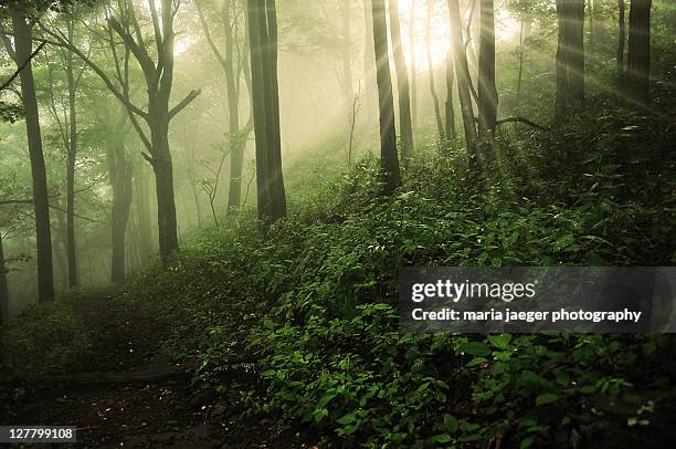 forest sun rays - リンチバーグ ストックフォトと画像