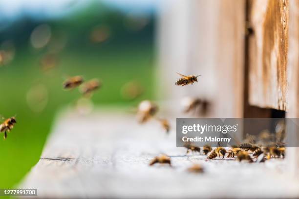 honey bees flying into wooden beehives. defocused green background - beehive stock pictures, royalty-free photos & images