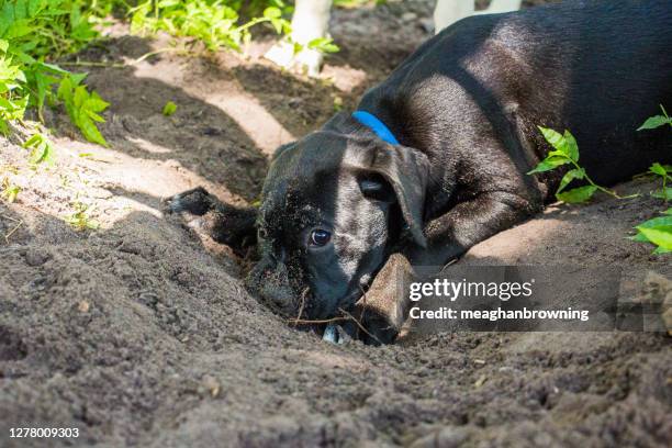 boxador puppy playing in the dirt, florida, usa - gartenschaufel stock-fotos und bilder