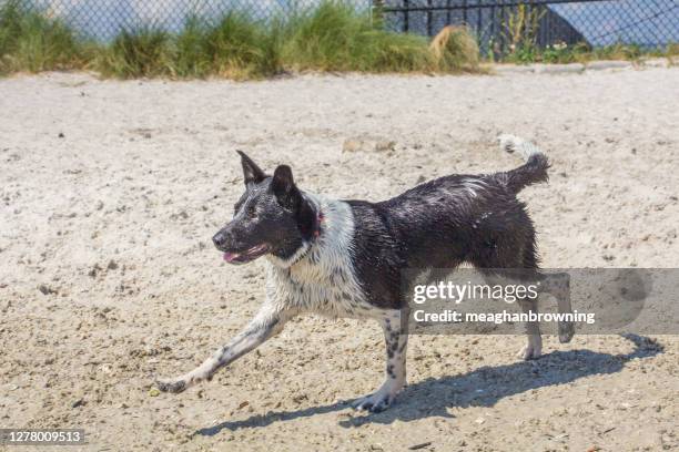 australian cattle dog running on beach, florida, usa - australian cattle dog stock pictures, royalty-free photos & images