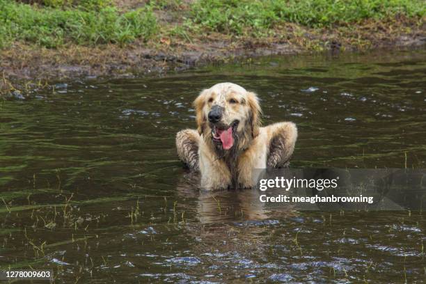 dirty golden retriever standing in a river, florida, usa - 犬　川 ストックフォトと画像