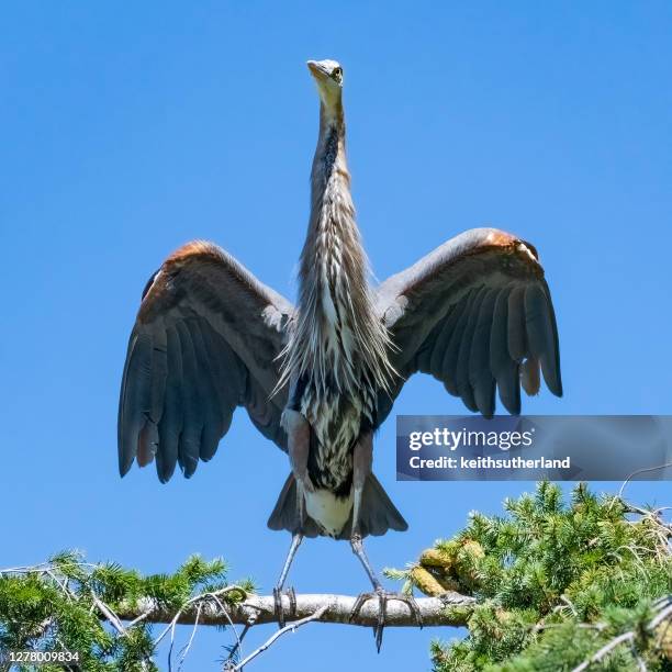 great blue heron on a branch stretching its wings, canada - great blue heron stock pictures, royalty-free photos & images