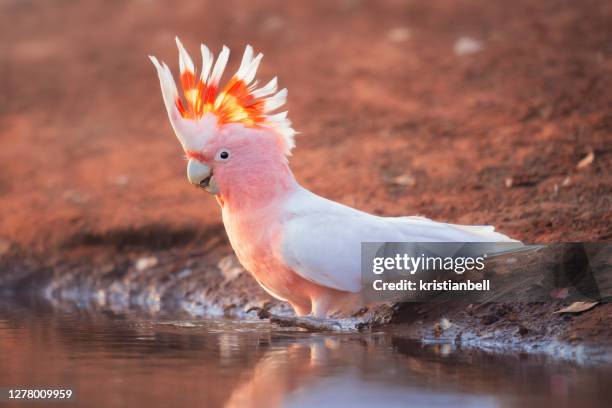 major mitchell's cockatoo standing at water's edge, australia - kakadu stock-fotos und bilder