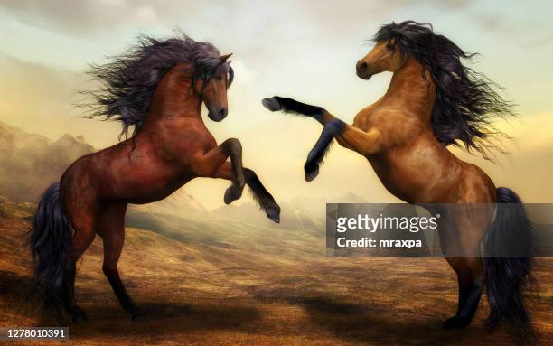 two horses fighting, india - rearing up stockfoto's en -beelden