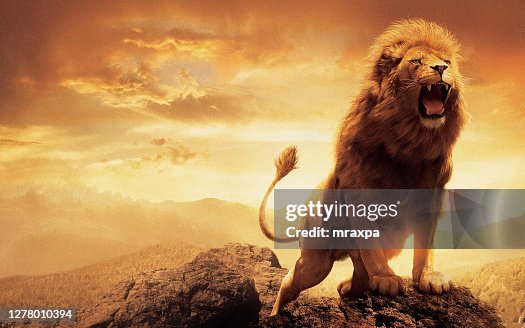 4 113点のライオン 全身のストックフォト Getty Images 4 113点のライオン 全身のストックフォト Getty Images