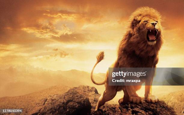 lion standing on a rock roaring, india - lion feline stockfoto's en -beelden