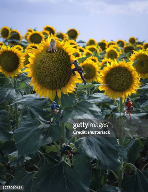four miniature people climbing sunflowers in a field, usa - small man and tall woman stock pictures, royalty-free photos & images