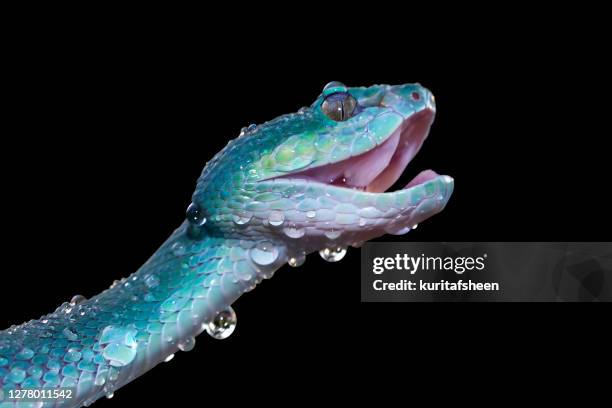 close-up of a white-lipped island pit viper covered in water droplets, indonesia - snake mouth open stock pictures, royalty-free photos & images