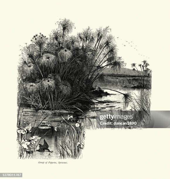 group of papyrus, pond, flowers, syracuse, sicily, italy, 19th century - papyrus reed stock illustrations