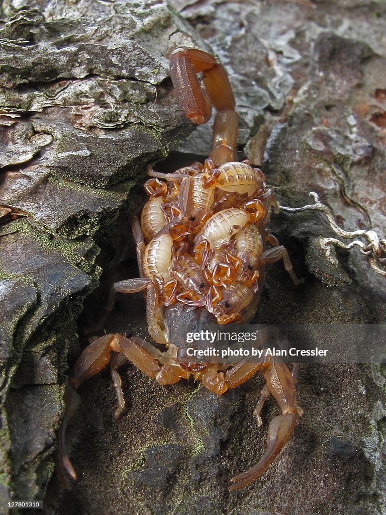 Scorpion with babies