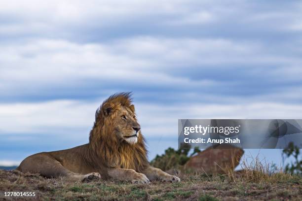 lion male resting - male animal 個照片及圖片檔