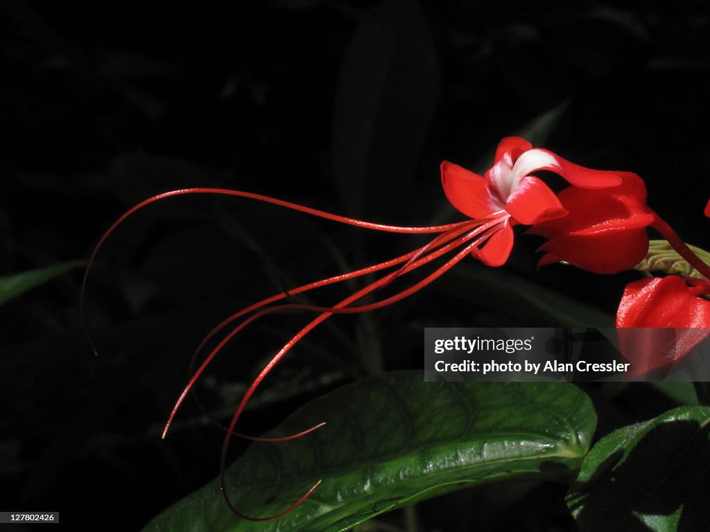 Clerodendrum paniculatum