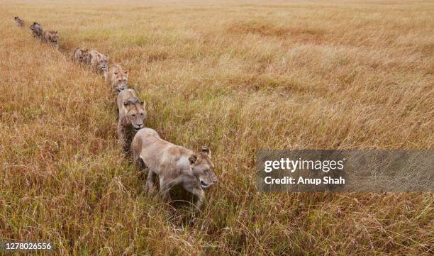 lion pride walking through grass - pride of lions stock pictures, royalty-free photos & images