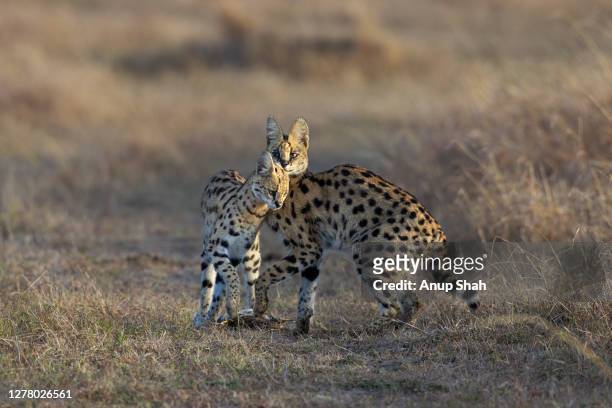serval female and juvenile kitten feeding on a fish - serval stockfoto's en -beelden