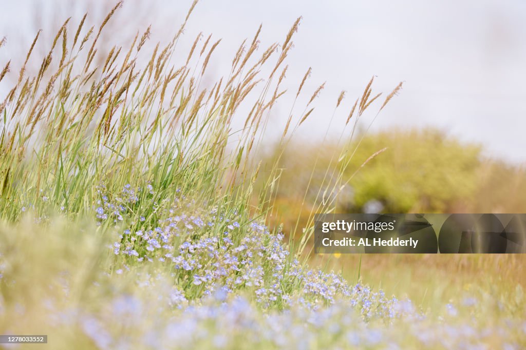 Germander speedwell with sweet vernal grass