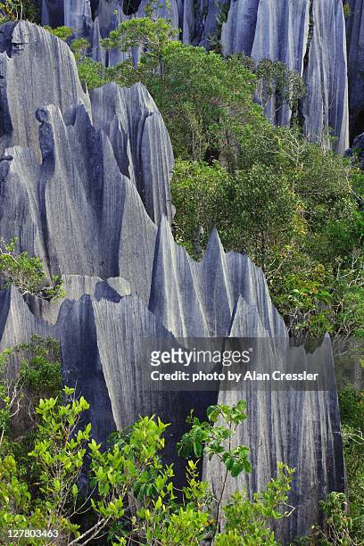 pinnacles, mulu national park - gunung mulu national park stock pictures, royalty-free photos & images