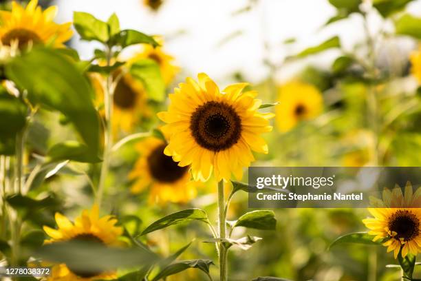 sunflower - girasol común fotografías e imágenes de stock