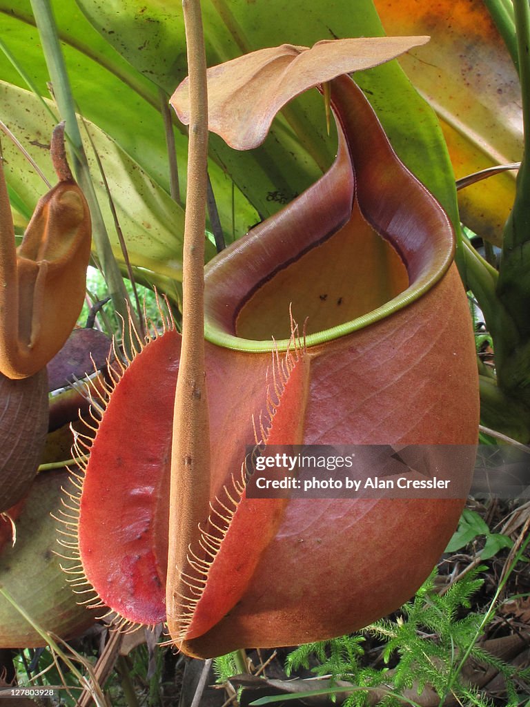 Nepenthes bicalcarata