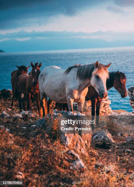 mooie kudde wilde yilki paarden - animal macho stockfoto's en -beelden