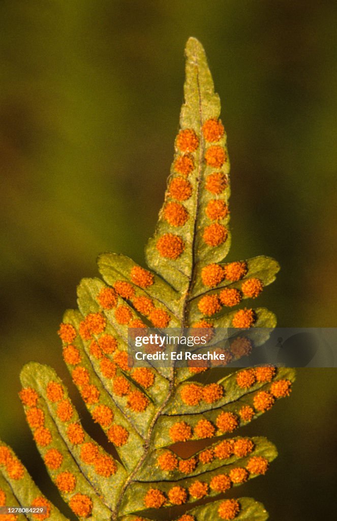 FRUIT DOTS or SORI on a FERN FROND, COMMON POLYPODY FERN (Polypodium vulgare)