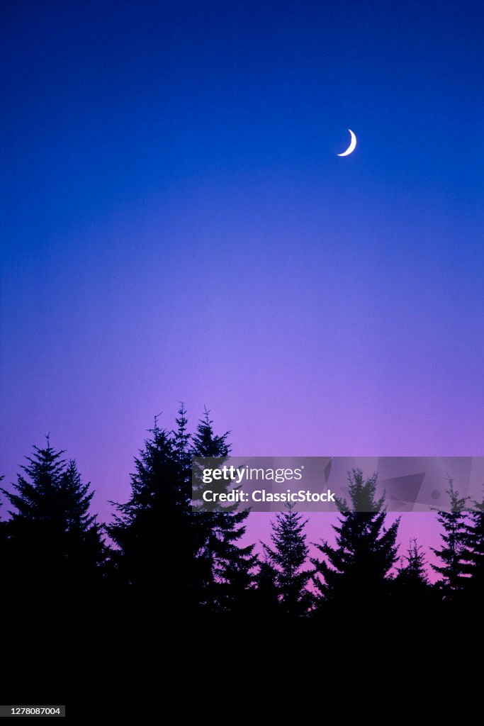 Crescent Moon Over Pine Trees