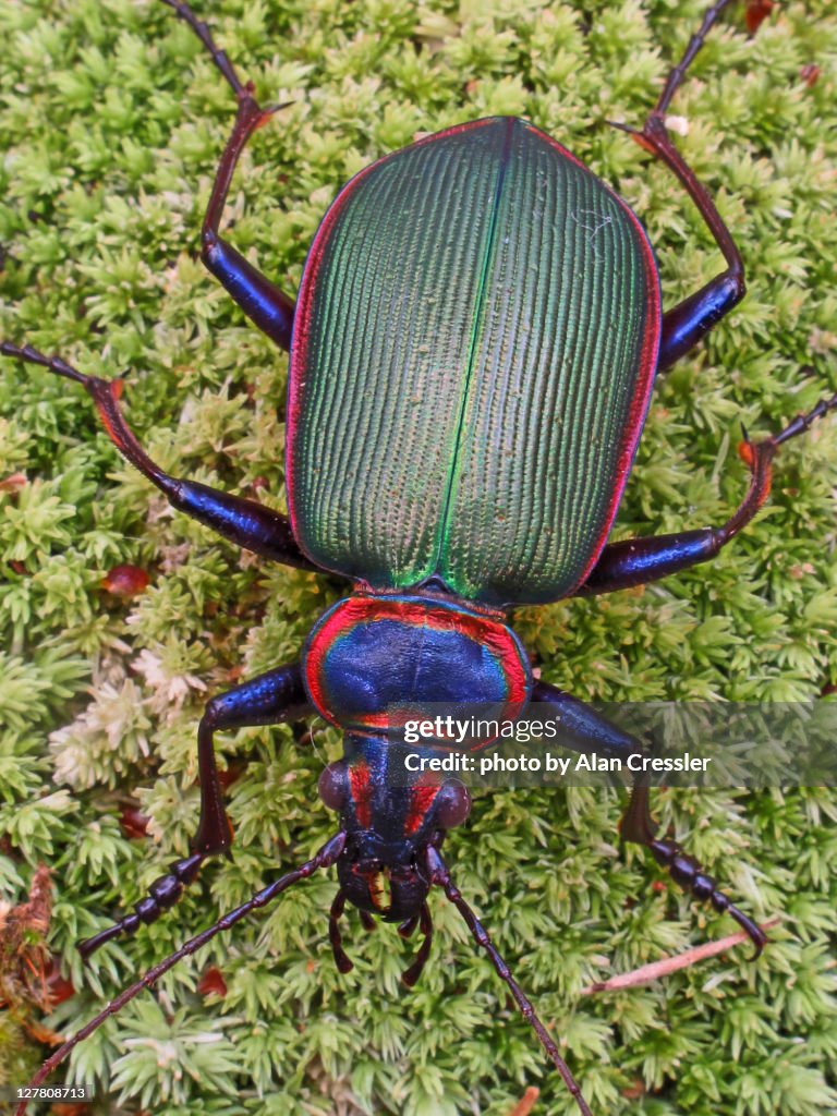 Calosoma scrutator