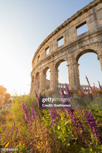 amphitheatre framed by salvia in bloom during sunset, pula, istria, croatia - pula istria stock pictures, royalty-free photos & images