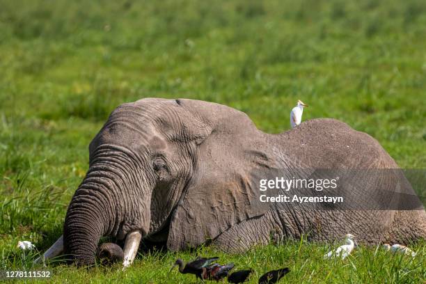 elephant grazing at marsh area with water birds, wetland - amboseli national park bildbanksfoton och bilder