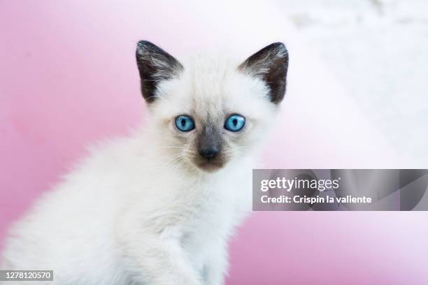 a puppy cat with pink background - siamese cat stock pictures, royalty-free photos & images
