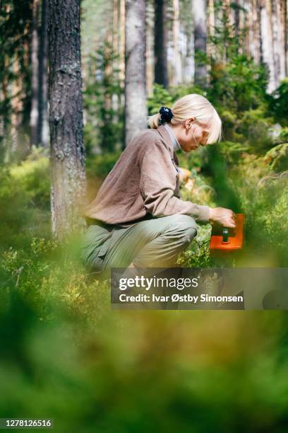 blonde woman hiking in the forest picking berries - norway food stock pictures, royalty-free photos & images