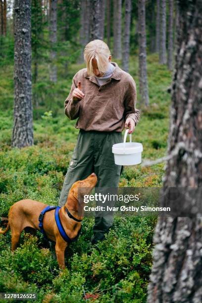 communicating with dog in the forest. - norway womens training session stock pictures, royalty-free photos & images