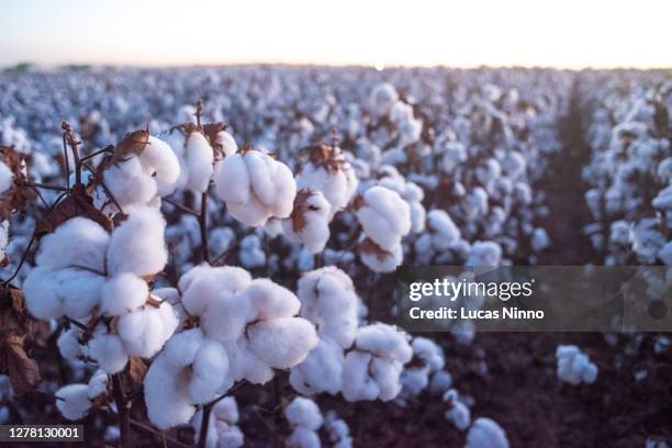 cotton plantation at sunset 2 - planta do algodão imagens e fotografias de stock