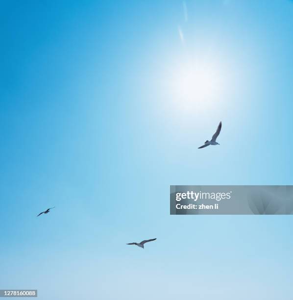 seagull flying in the sky - seagull stockfoto's en -beelden