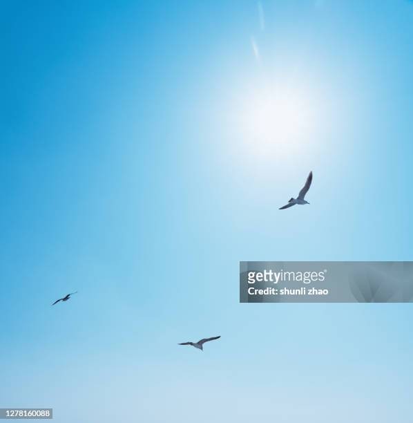 seagull flying in the sky - seagull imagens e fotografias de stock