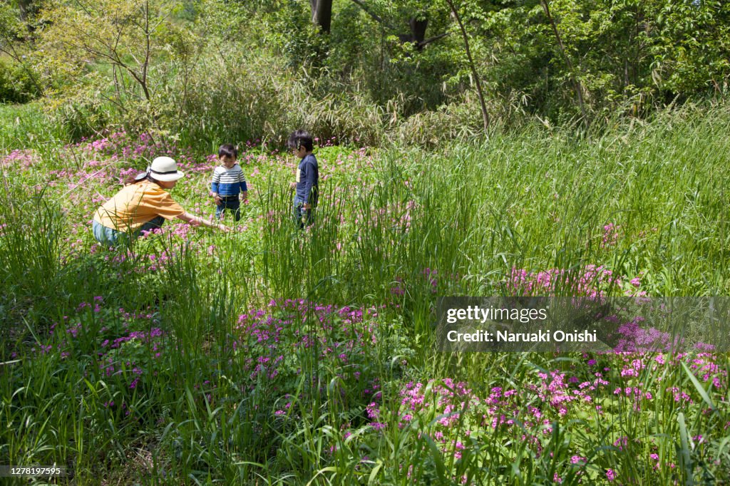 Mother and her sons playing in a forest with purple flowers