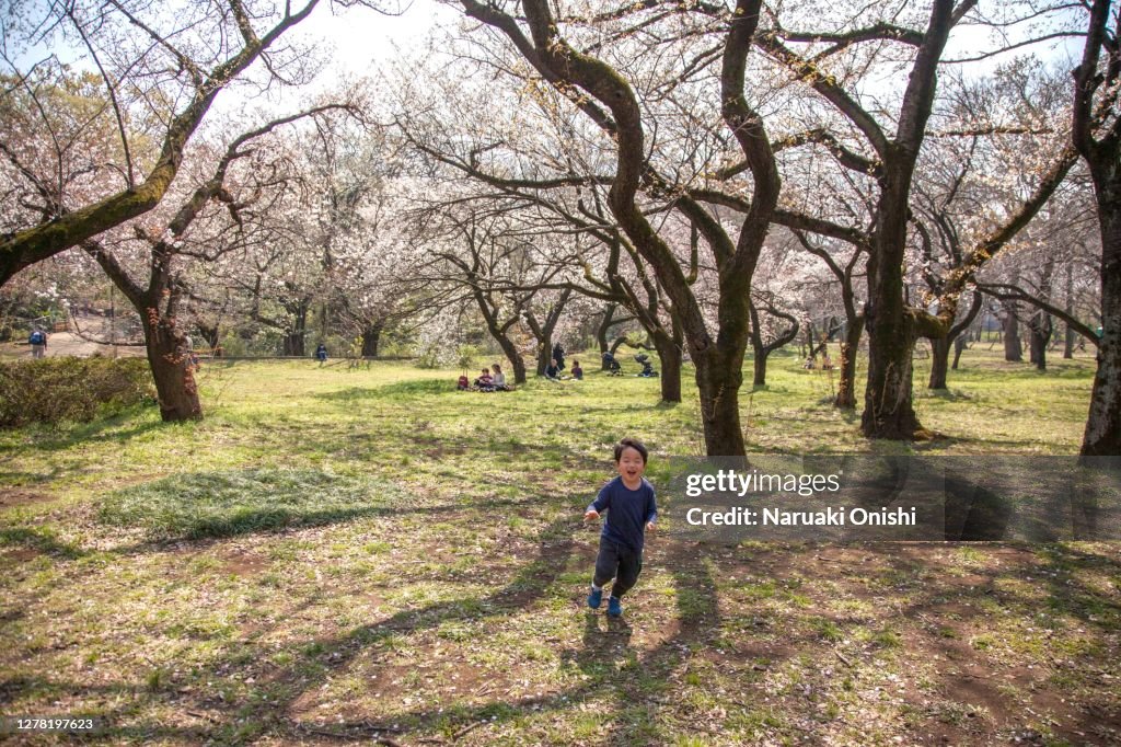 A young children running through the cherry blossom trees in full bloom