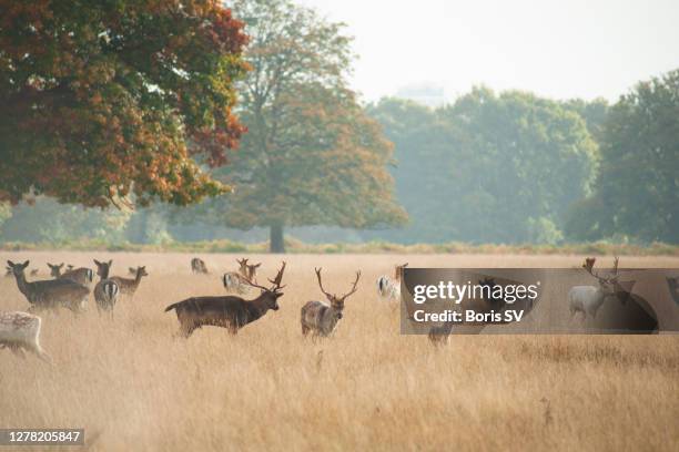 herd of deer in bushy park, united kingdom - richmond upon thames stockfoto's en -beelden