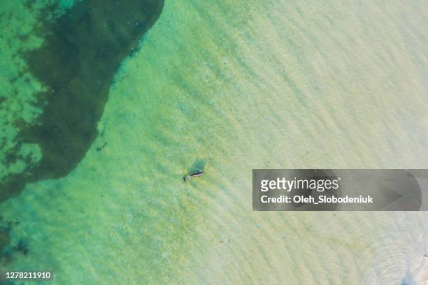 ターコイズブルーの水の中で泳ぐイルカの空中写真 - 黒海 ストックフォトと画像
