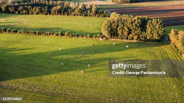 aerial view of cows on a green field - drenthe stock pictures, royalty-free photos & images