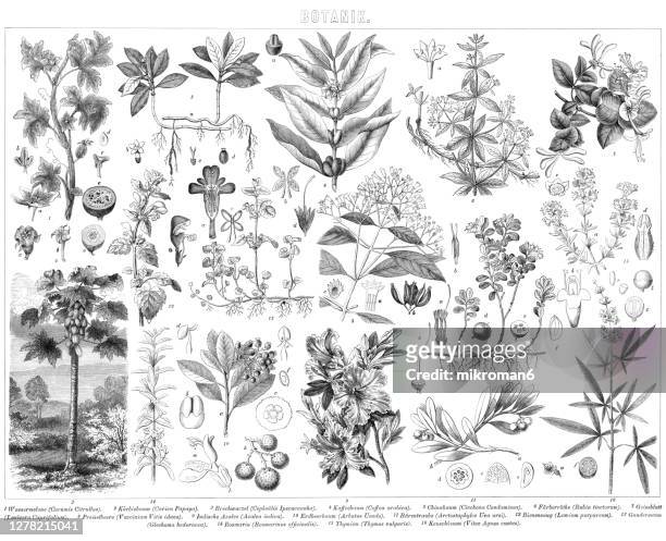 old engraved illustration of botany plants - botany stock-fotos und bilder