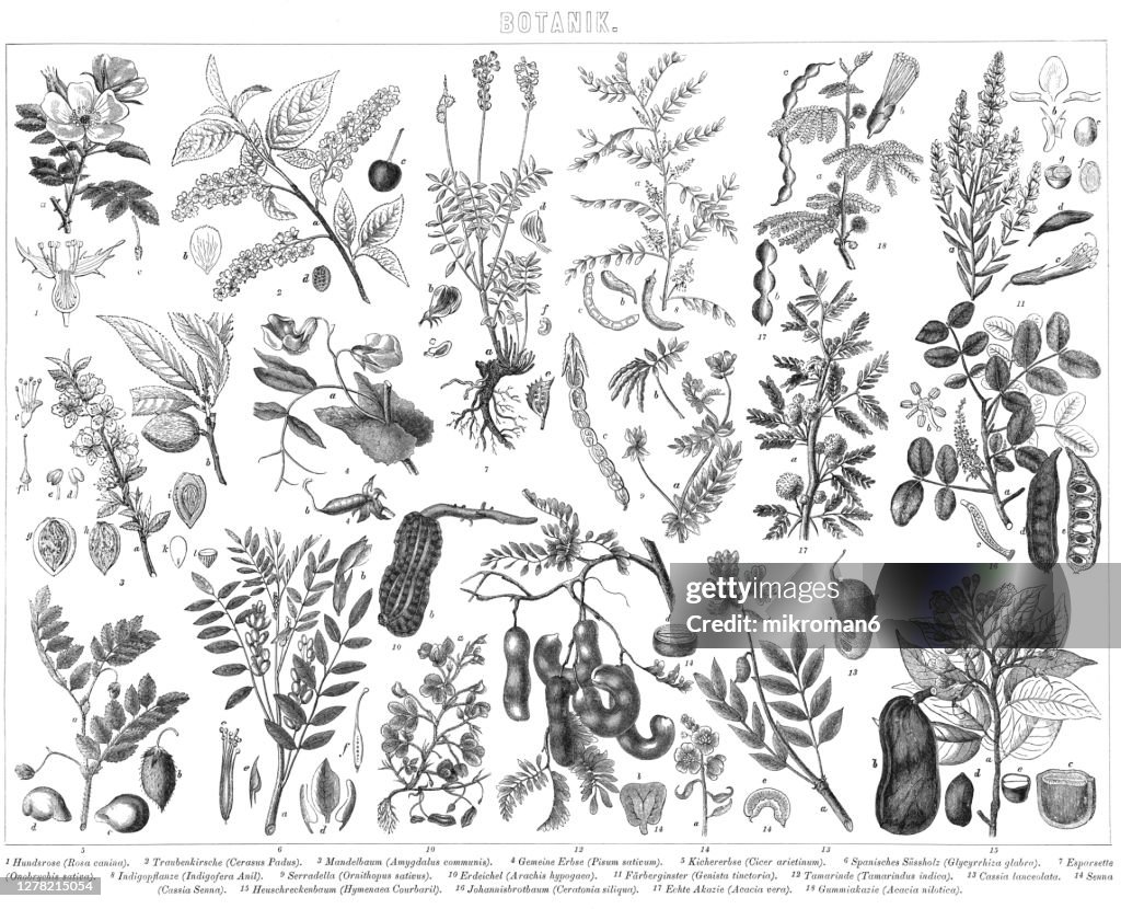 Old engraved illustration of Botany plants