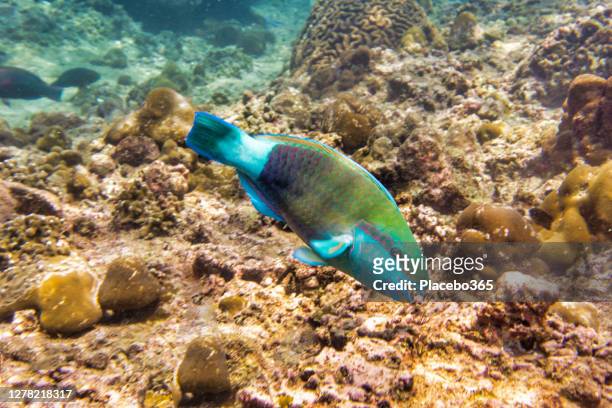 parrotfish (scarus prasiognathos) on coral reef - scarus species stock pictures, royalty-free photos & images