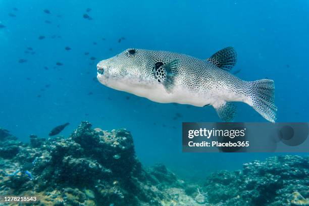 starry pufferfish (arothron stellatus) andaman sea - arothron puffer stock pictures, royalty-free photos & images
