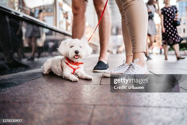 bichon frise lying down between couples legs - puppy lying down stock pictures, royalty-free photos & images