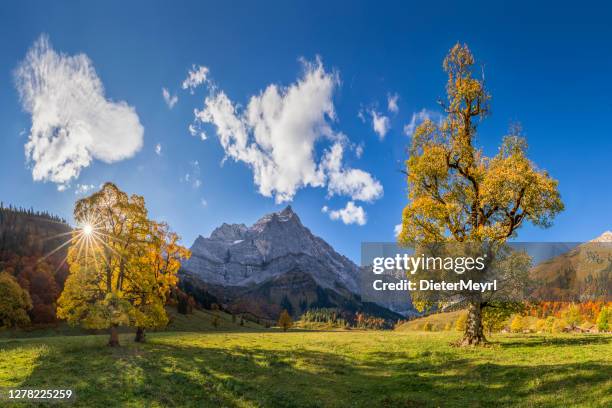 de herfst in alpen, de bomen van de esdoorn bij ahornboden, bergen karwendel, tirol, oostenrijk - karwendel mountains stockfoto's en -beelden