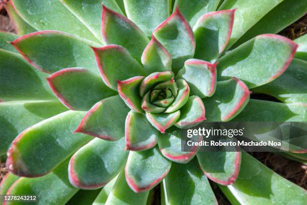 echeveria succulent plant, top-down view - echeveria stock pictures, royalty-free photos & images