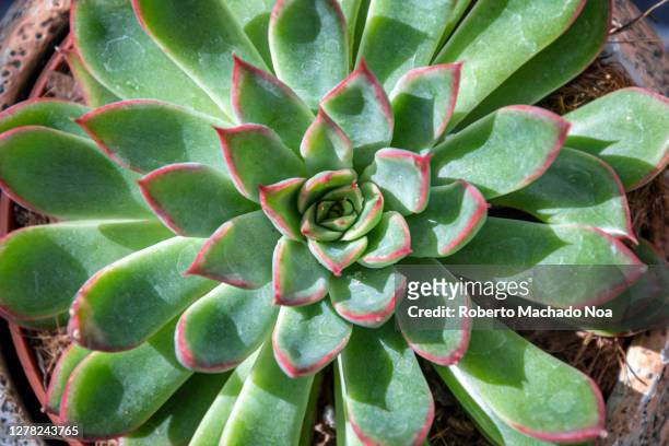 echeveria agavoide plant in garden, top-down view - echeveria stock pictures, royalty-free photos & images