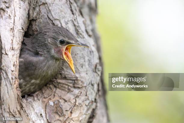 young common starling - casque audio stock pictures, royalty-free photos & images