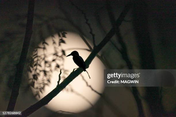 silhouette bird on twig against full moon at night - eclipse foto e immagini stock