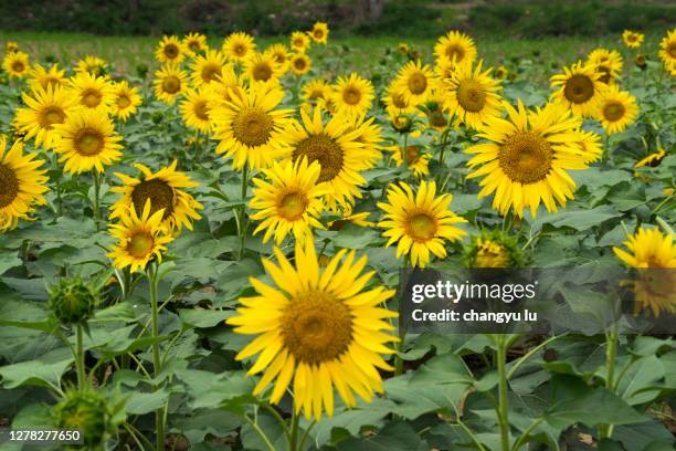 sunflowers open to the sun - agosto fotografías e imágenes de stock